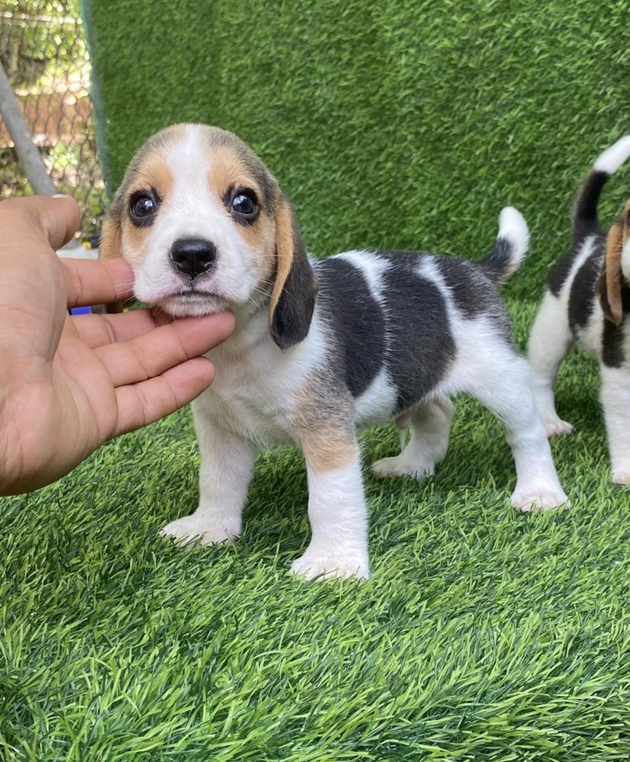 Beagle   Machos Foto 7314294-3.jpg