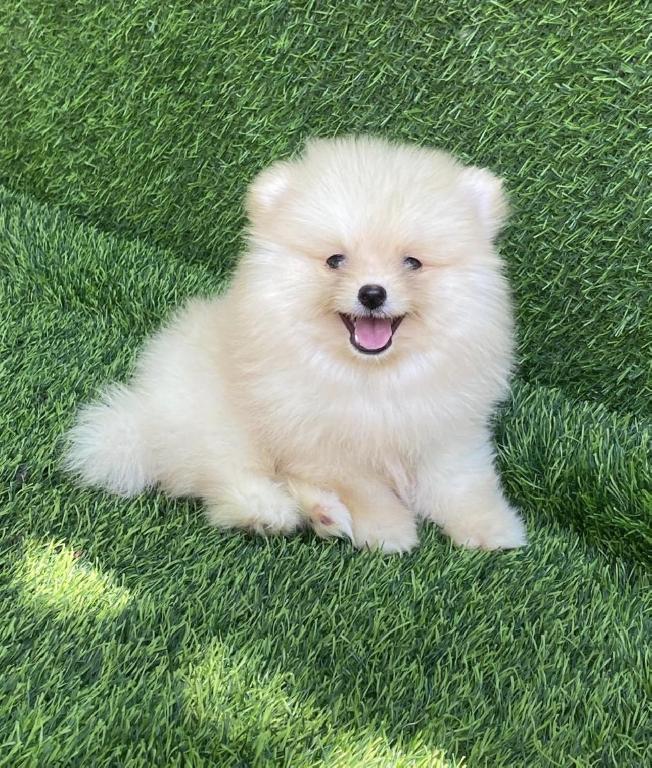 Pomerania Cálidad Cara de Oso Macho Foto 7314295-1.jpg