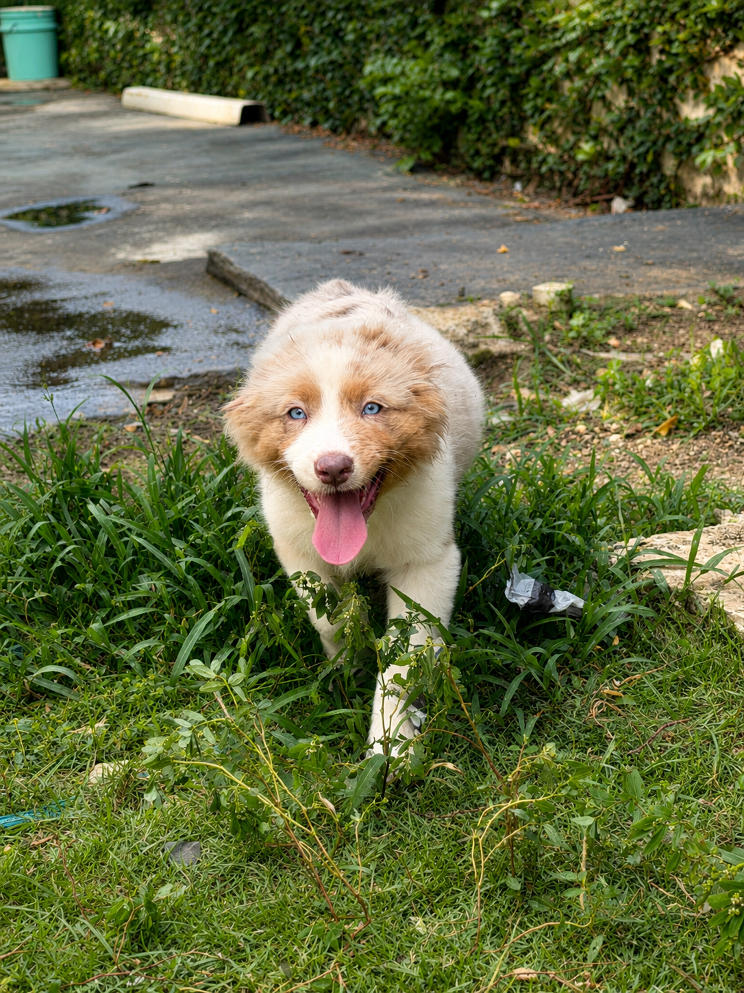 Pastor Australiano Ambos Sexos  Foto 7314296-4.jpg