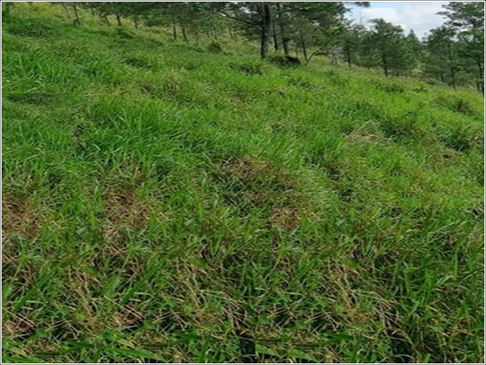 Vendo 100000 Mts.2 de Terreno en BUENA VISTA JARABACOA Foto 7314453-2.jpg