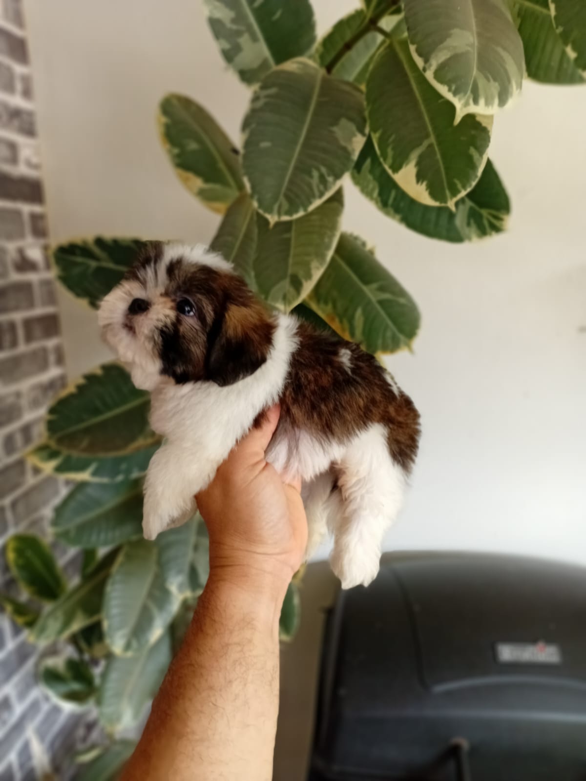 OFERTA CACHORRO SHIH TZU AMBOS SEXO EN SANTO DOMINGO Y VACUNADOS  Foto 7314560-2.jpg