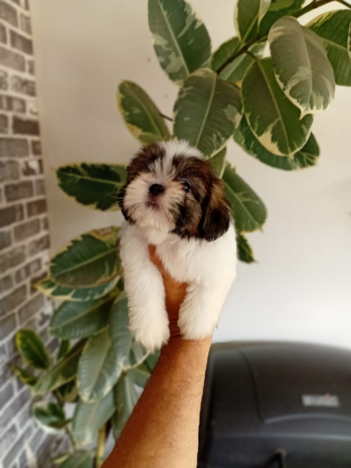 OFERTA CACHORRO SHIH TZU AMBOS SEXO EN SANTO DOMINGO Y VACUNADOS  Foto 7314560-5.jpg