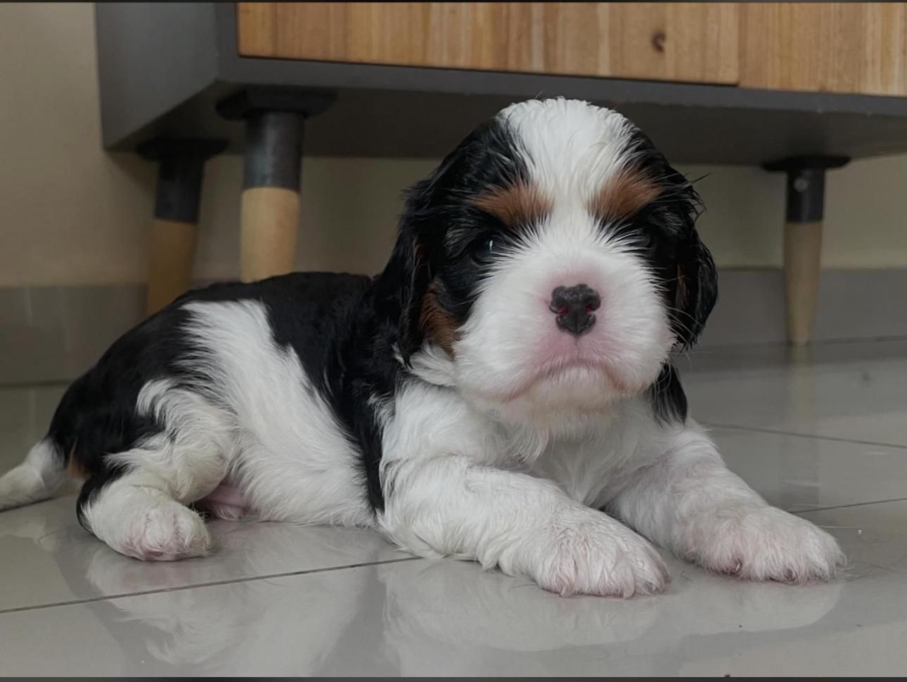 OFERTA EXOTICO CACHORRO CAVALIER AMBOS SEXO CON PEDIGRI AKC UBICADO EN Foto 7314621-1.jpg