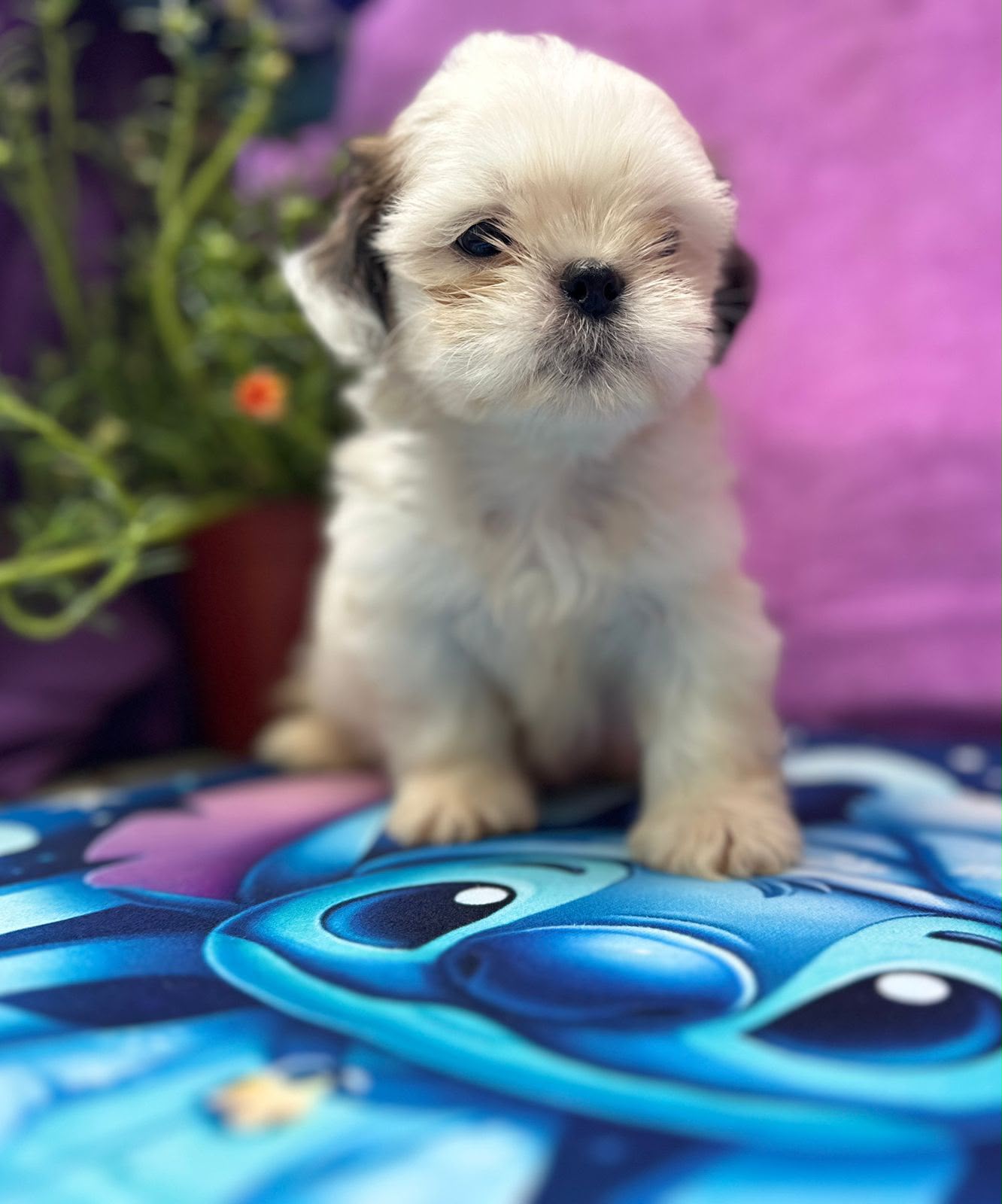 OFERTA CACHORRO SHIH TZU AMBOS SEXO EN SANTO DOMINGO Y VACUNADOS  Foto 7314622-5.jpg