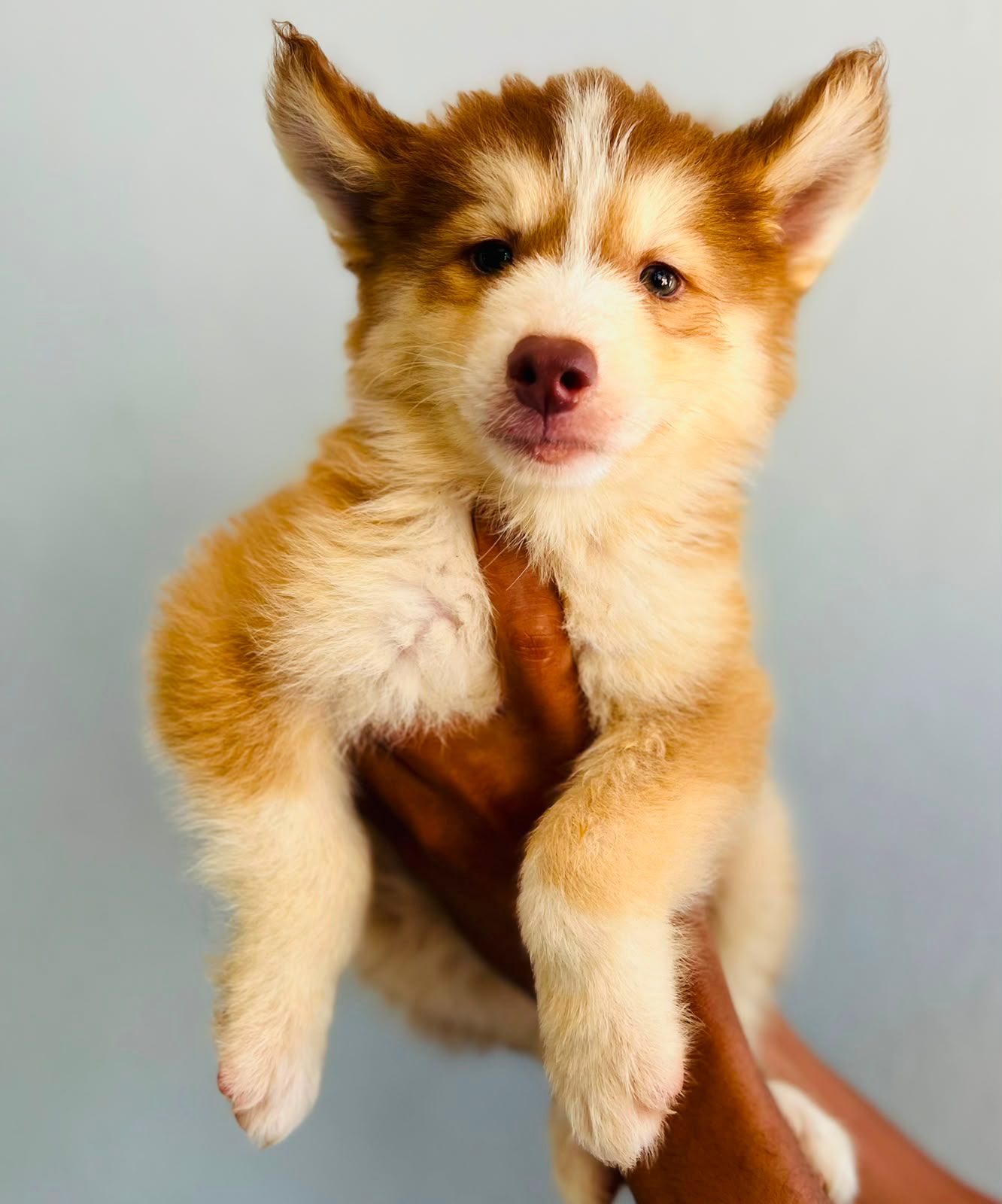 OFERTA CACHORRO HUSKY HEMBRA EN SANTO DOMINGO Y VACUNA AL DIA  Foto 7314629-2.jpg