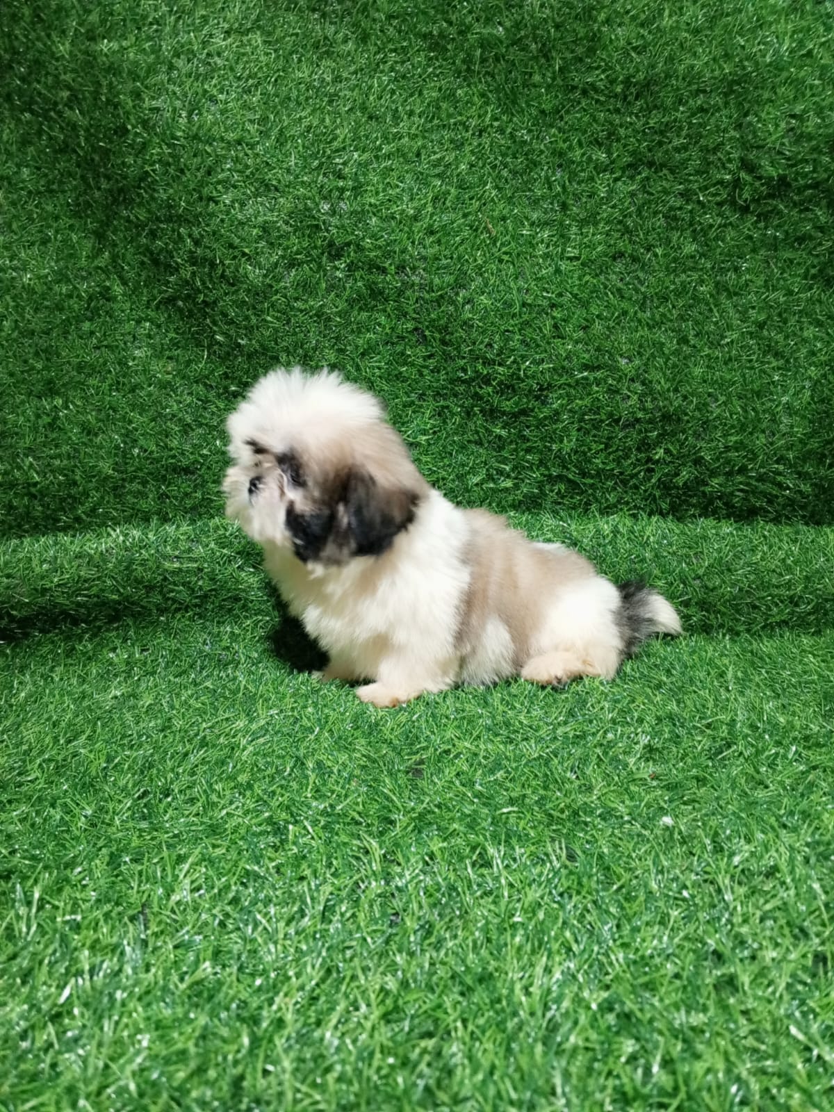 OFERTA CACHORRO SHIH TZU HEMBRA EN SANTO DOMINGO Y VACUNADOS  Foto 7314630-3.jpg