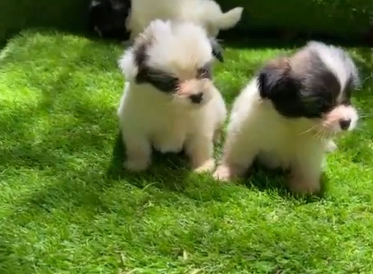 OFERTA CACHORRO SHIPOO HEMBRA EN SANTO DOMINGO Y VACUNA AL DIA  Foto 7314632-2.jpg