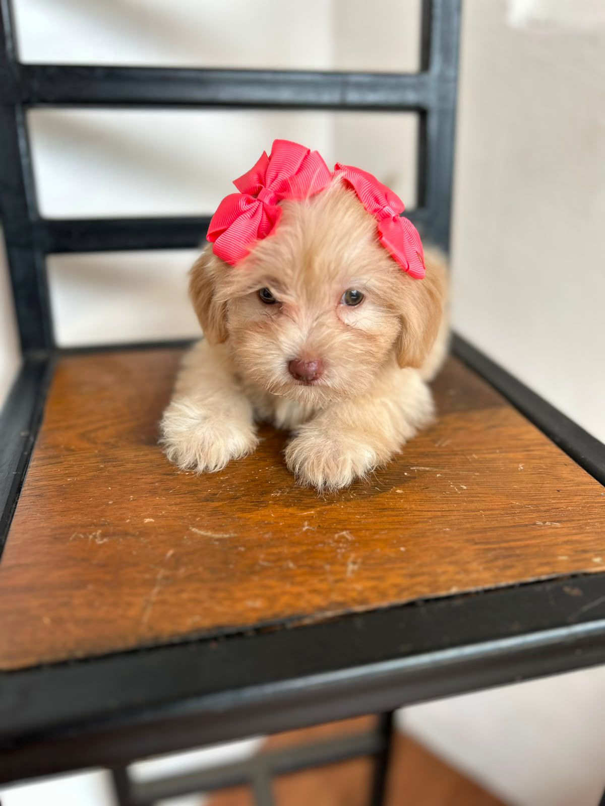 OFERTA CACHORRO MALTIPOO AMBOS SEXO EN SANTO DOMINGO Y VACUNA AL DIA  Foto 7314666-2.jpg