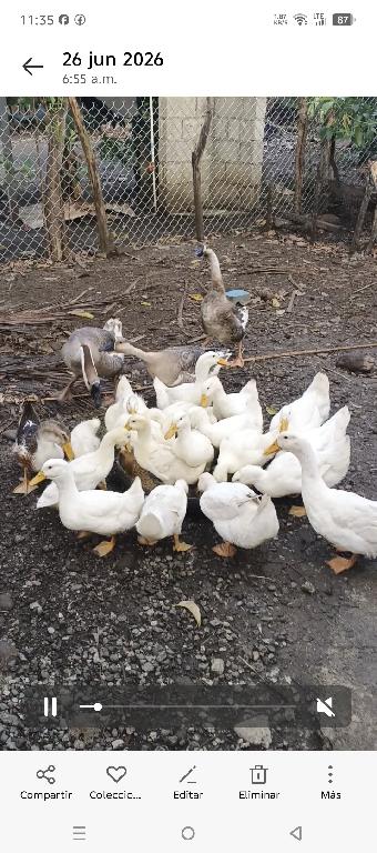 Parejas de Patos Pekinés Blancos Adultos jóvenes listos para reproducc Foto 7314931-1.jpg