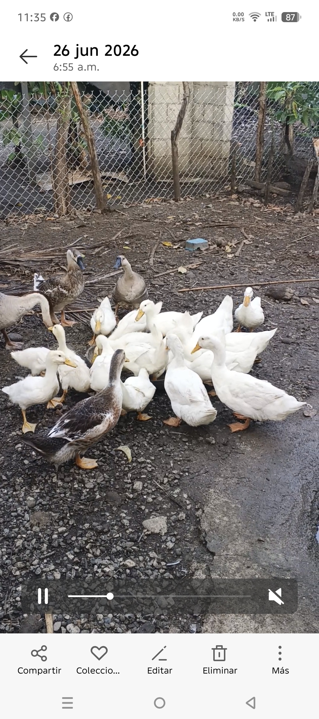 Parejas de Patos Pekinés Blancos Adultos jóvenes listos para reproducc Foto 7314931-3.jpg
