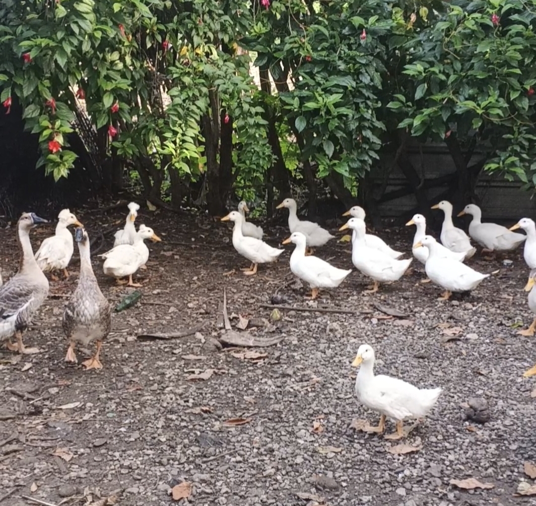 Parejas de Patos Pekinés Blancos Adultos jóvenes listos para reproducc Foto 7314931-4.jpg