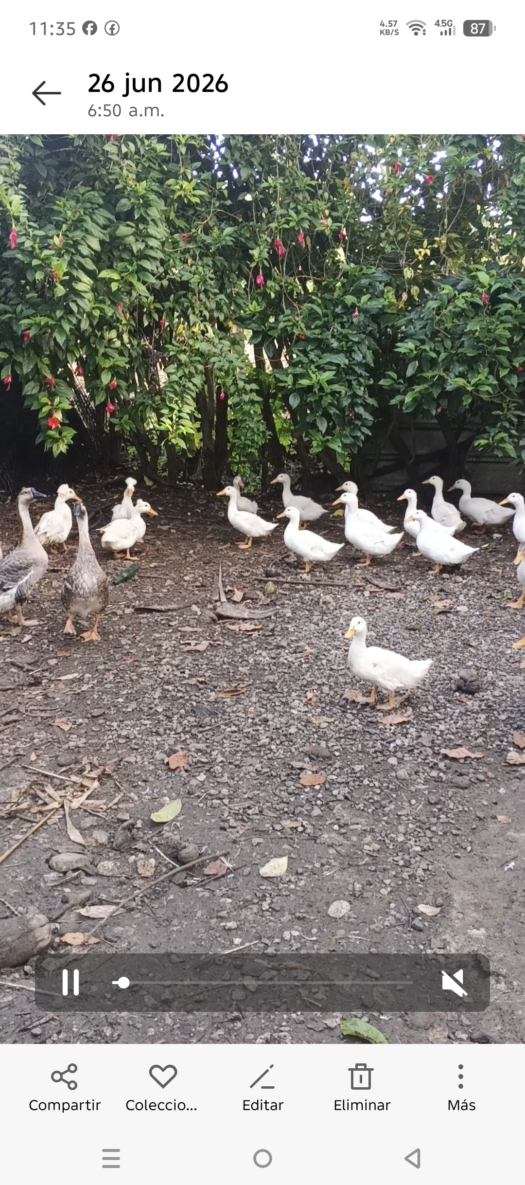 Parejas de Patos Pekinés Blancos Adultos jóvenes listos para reproducc Foto 7314931-5.jpg