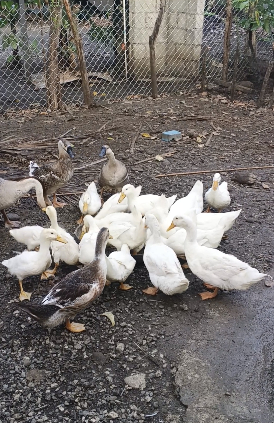 Parejas de Patos Pekinés Blancos Adultos jóvenes listos para reproducc Foto 7314931-6.jpg