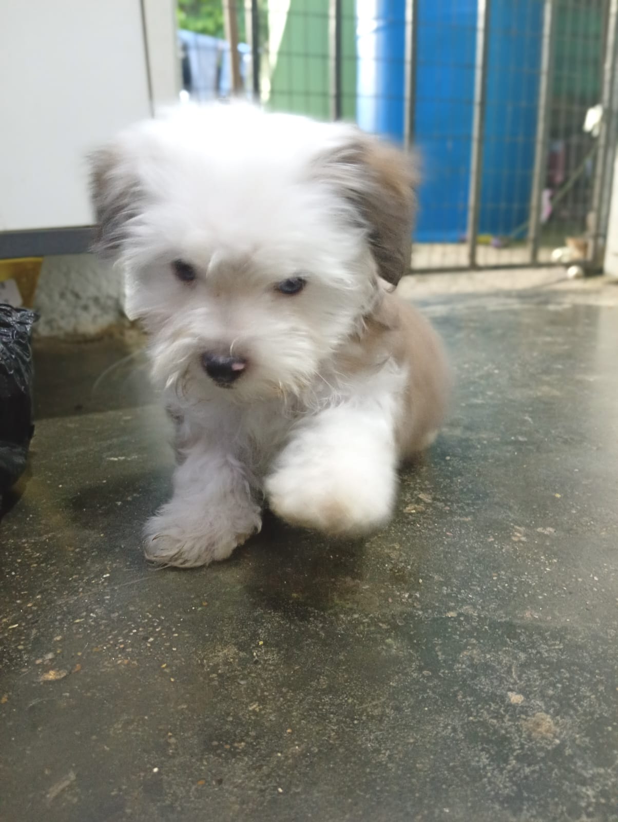 Cachorro Poodle Foto 7315059-2.jpg