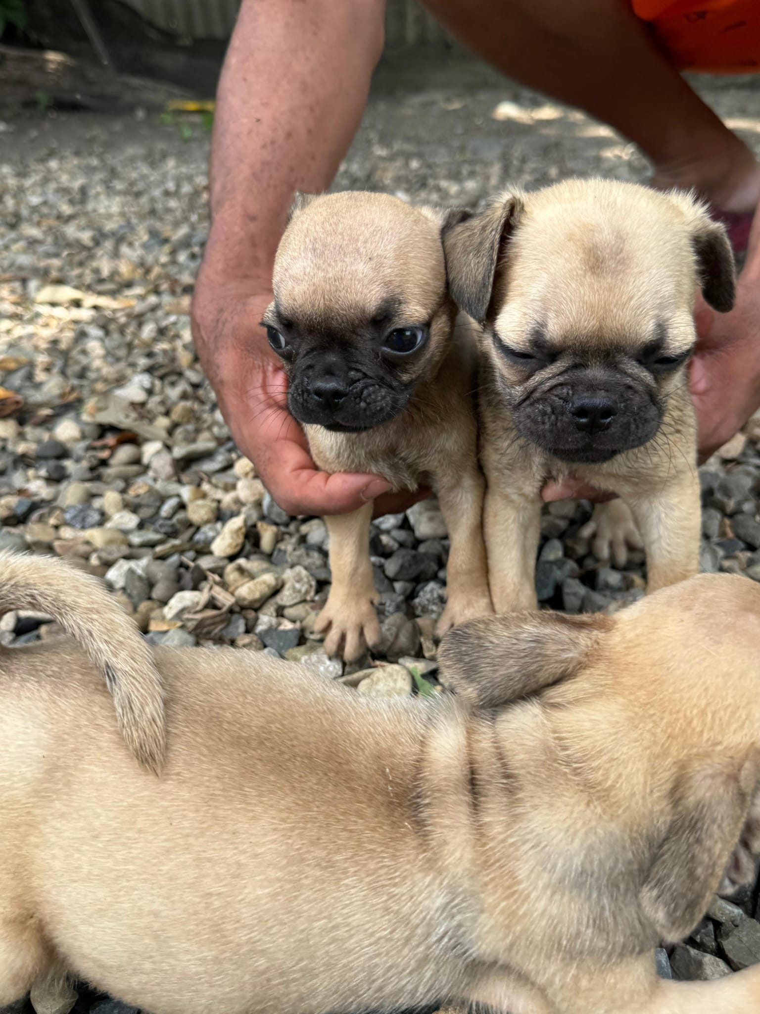 Cachorro pug 20 Foto 7315083-2.jpg