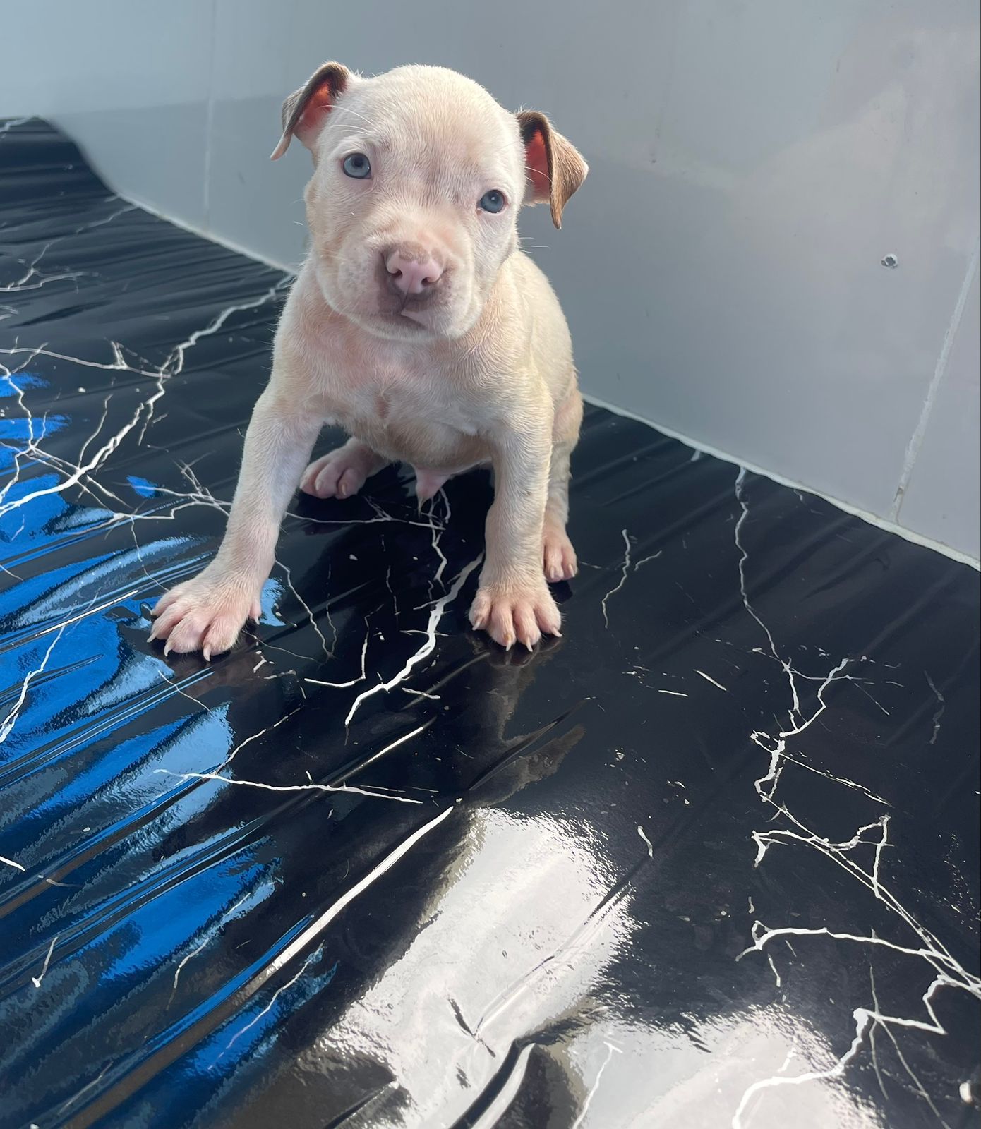 OFERTA CACHORRO PITBULL AMBOS SEXO EN SANTO DOMINGO Y VACUNA AL DIA  Foto 7315223-3.jpg