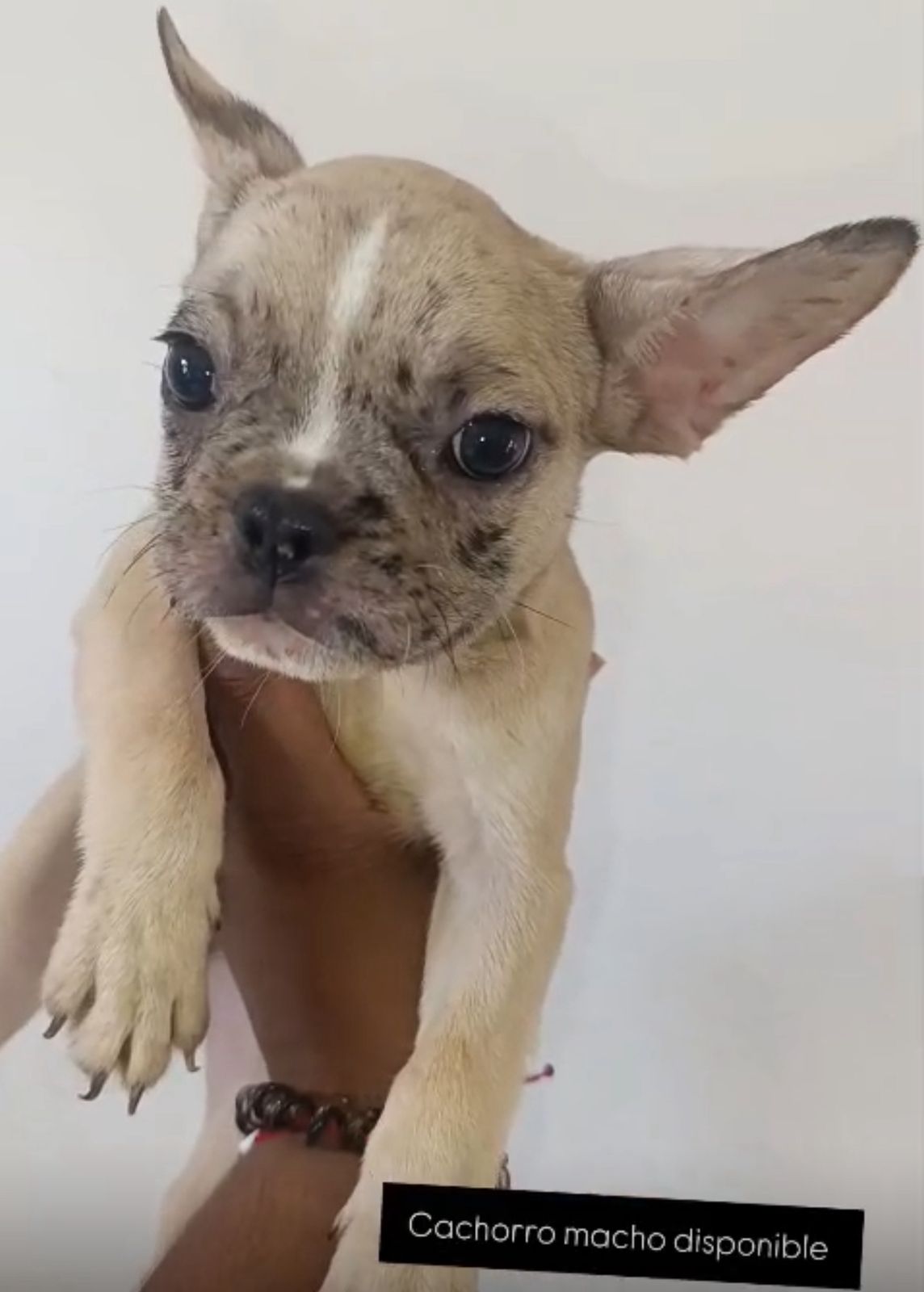 OFERTA CACHORRO BULLDOG FRANCES MACHO CON SU VACUNA AL DIA EN SANTO DO Foto 7315224-1.jpg