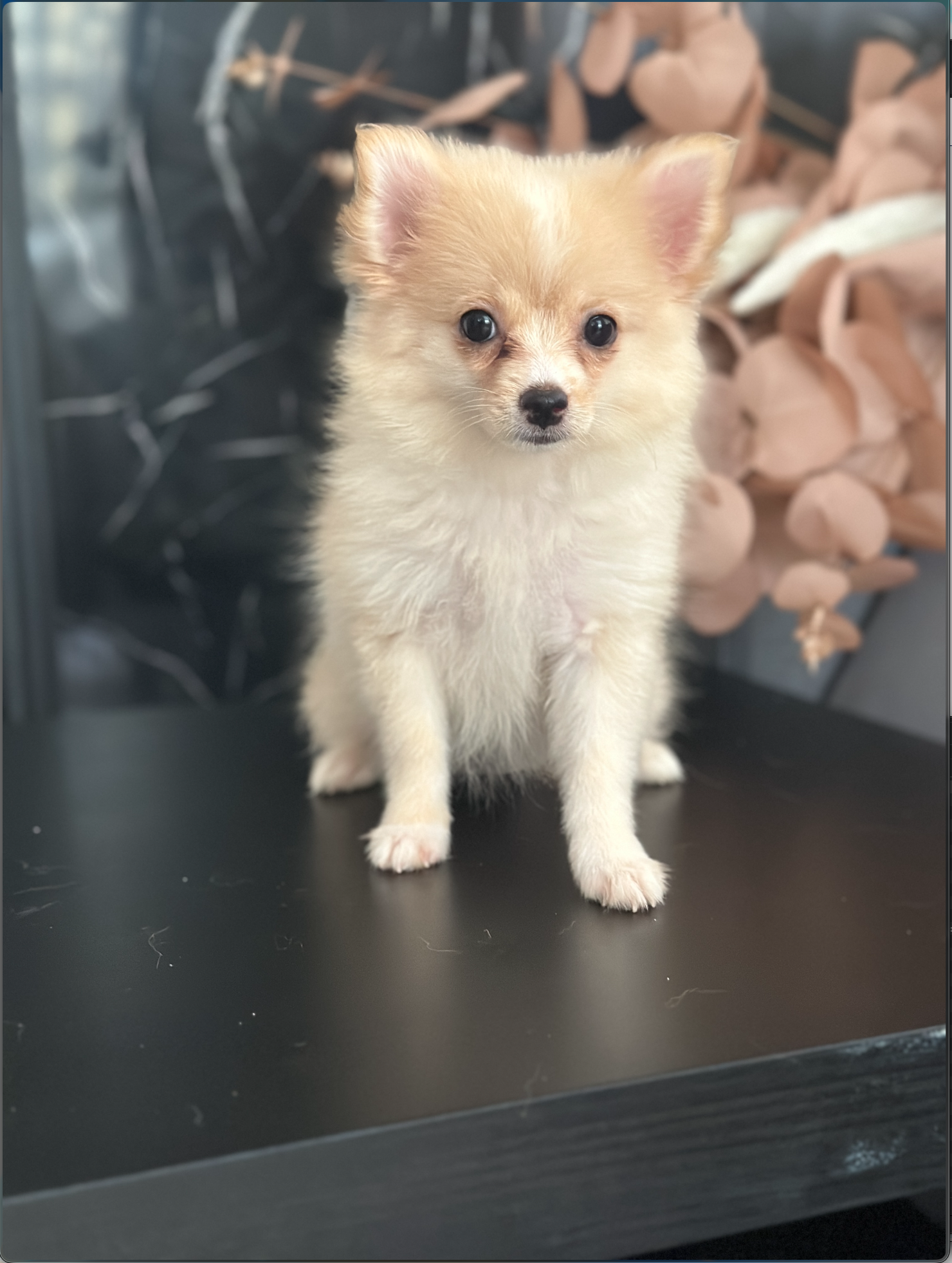 Pomerania Puro  Foto 7315239-2.jpg