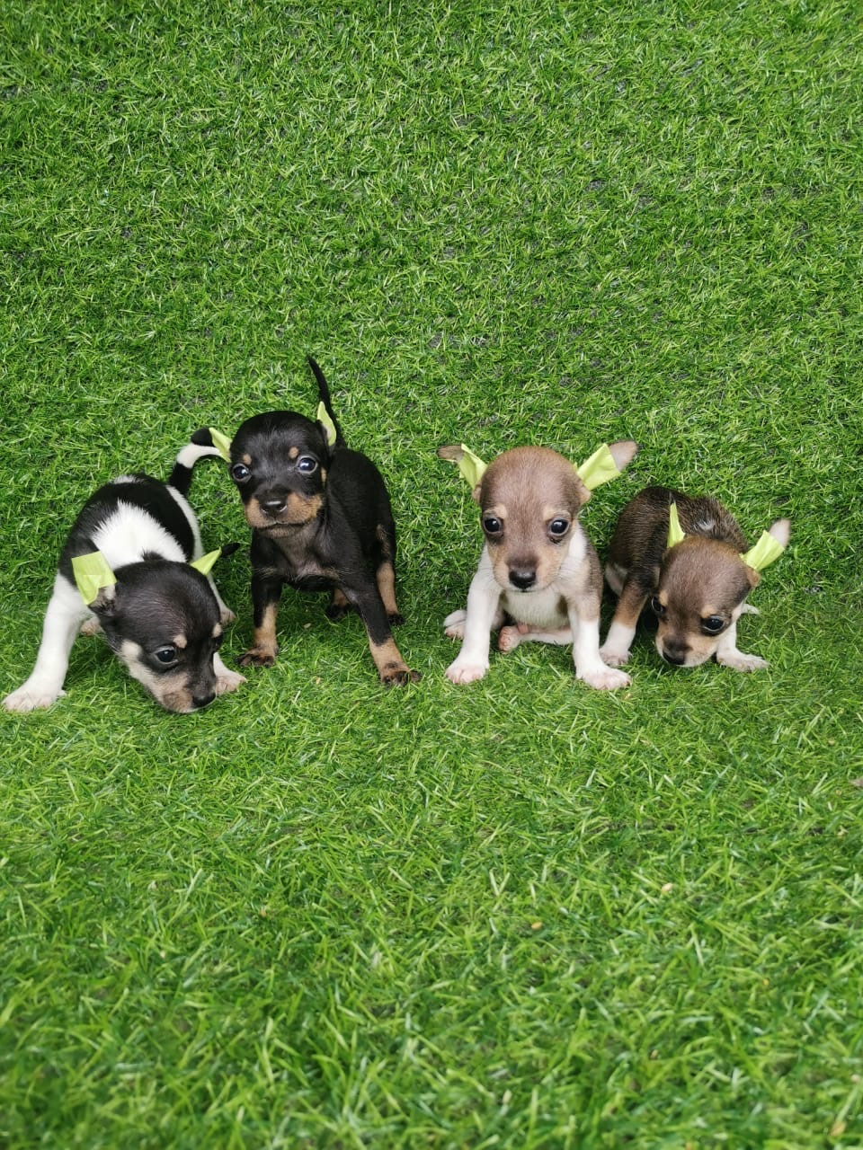 Chihuahua Ambos Sexos  Foto 7315318-3.jpg