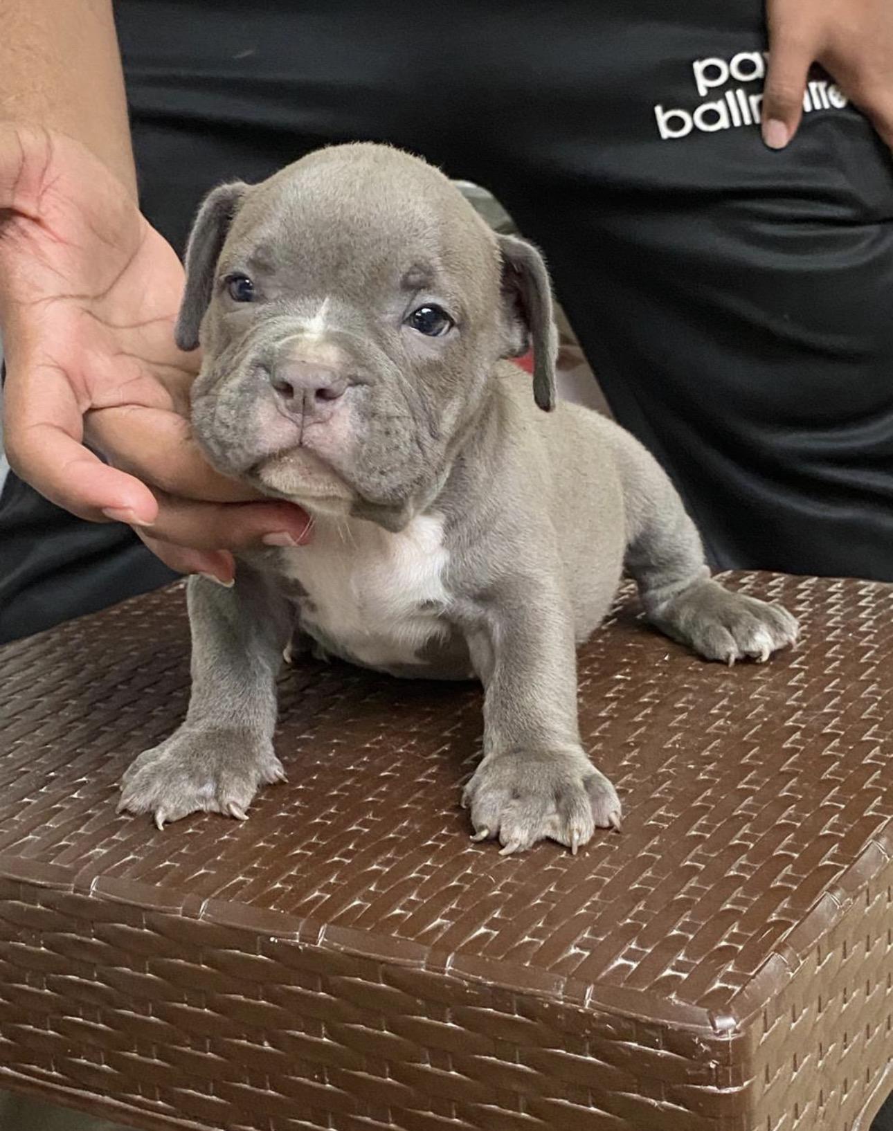American Bully Pocket Ambos Sexos  Foto 7315322-5.jpg