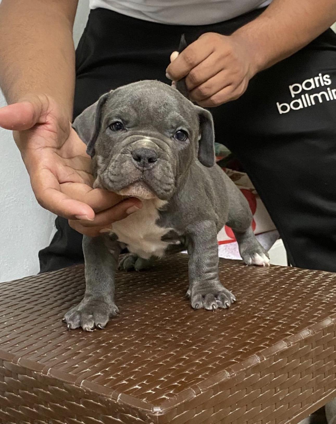 American Bully Pocket Ambos Sexos  Foto 7315322-6.jpg