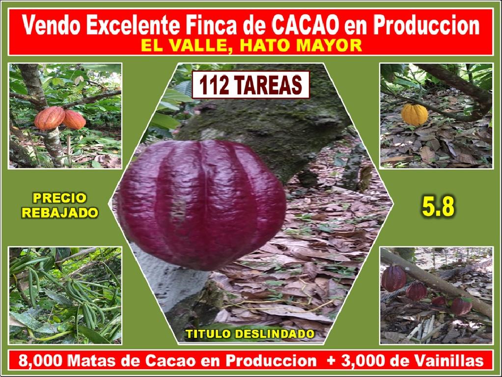 ULTIMA REBAJA en Finca de CACAO en PRODUCCION 112 tareas en El Valle d Foto 7315669-1.jpg