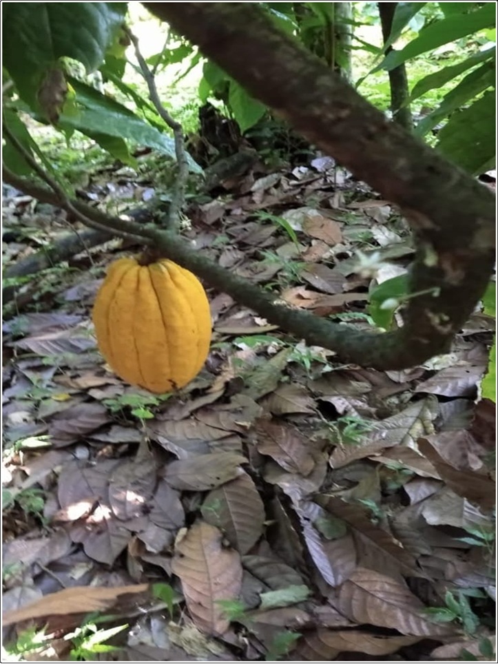 ULTIMA REBAJA en Finca de CACAO en PRODUCCION 112 tareas en El Valle d Foto 7315669-3.jpg
