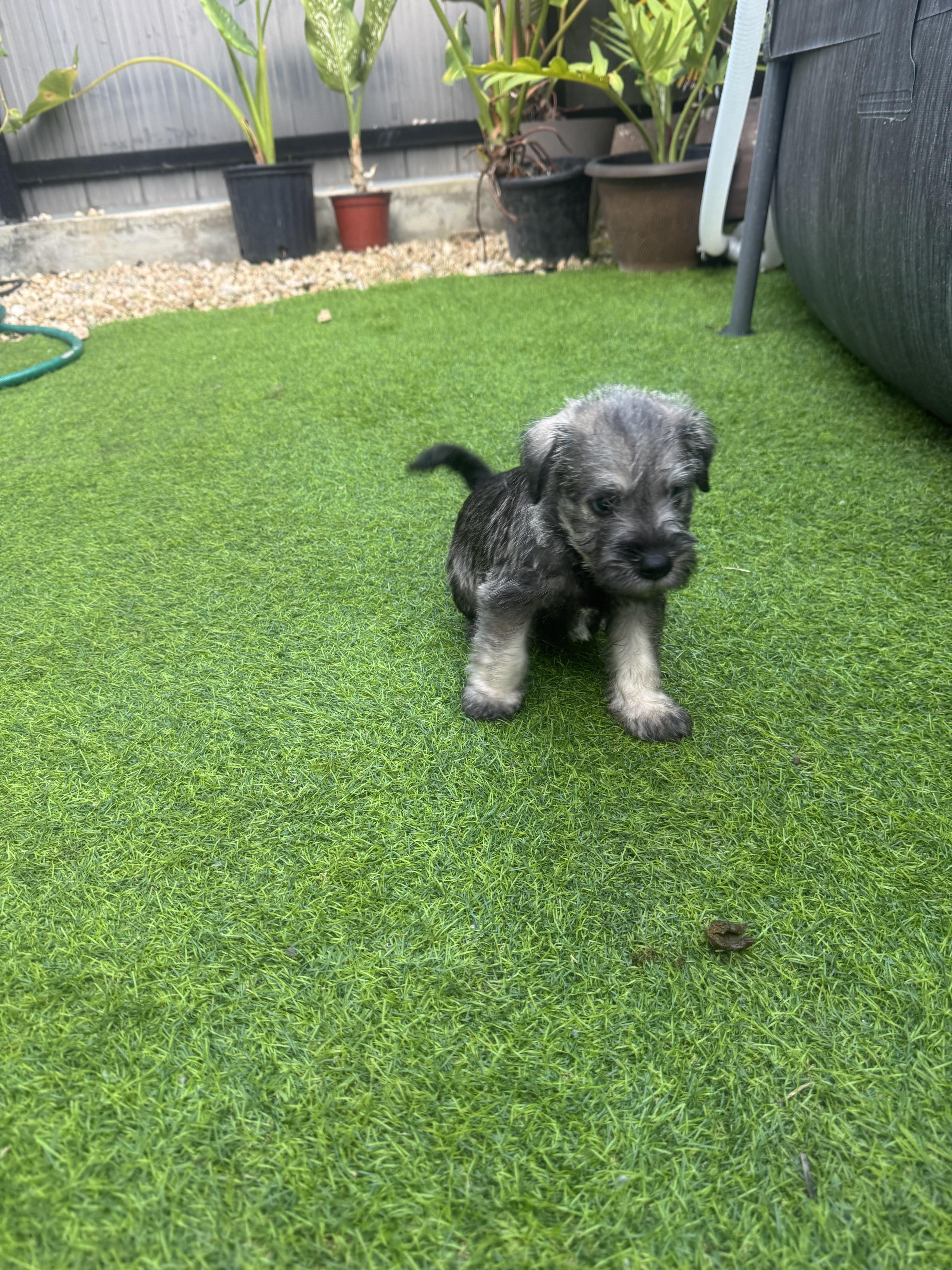 ???? Hermosos cachorros Schnauzer miniatura en venta! ???? Foto 7315707-2.jpg