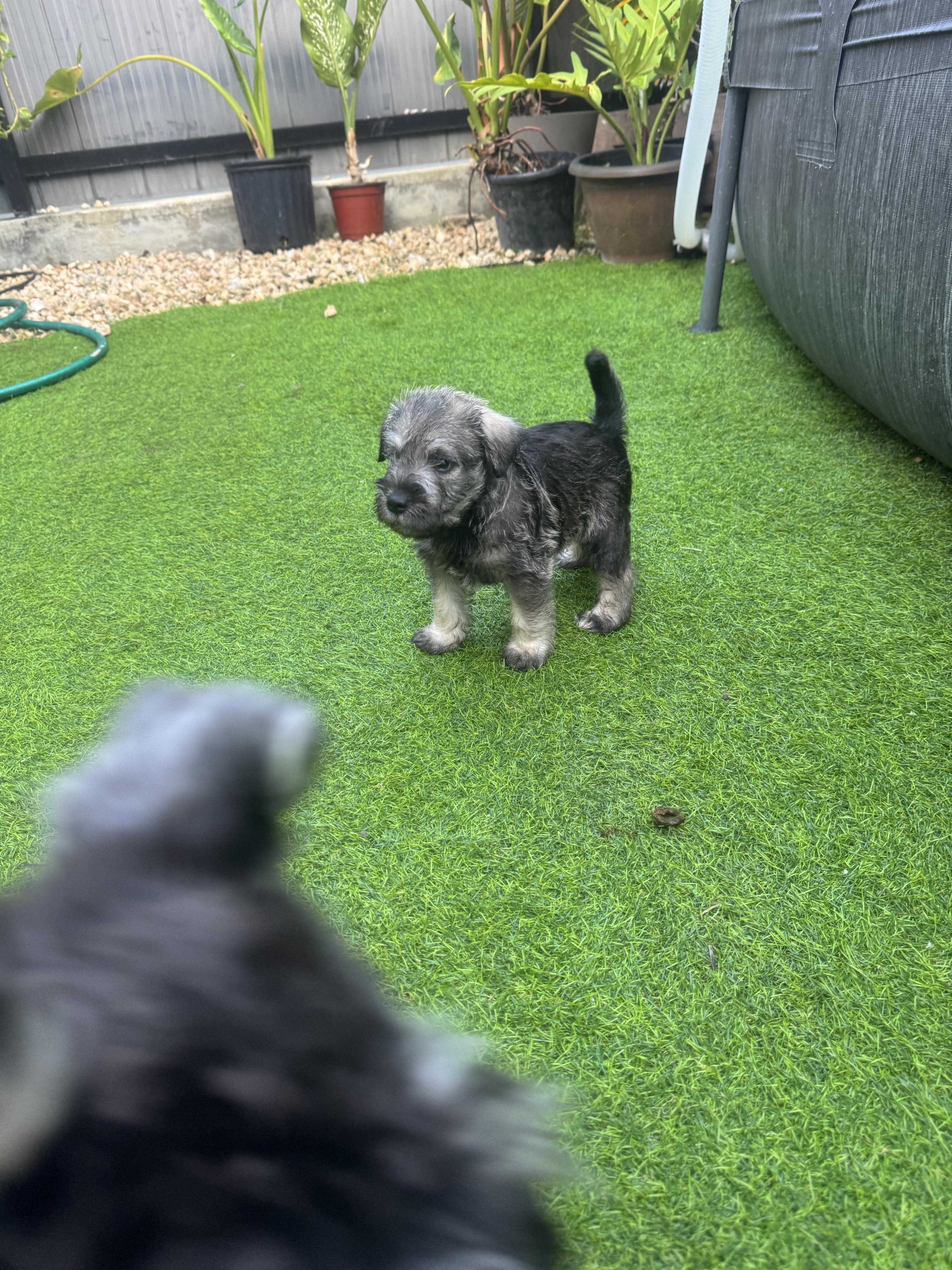 ???? Hermosos cachorros Schnauzer miniatura en venta! ???? Foto 7315707-3.jpg