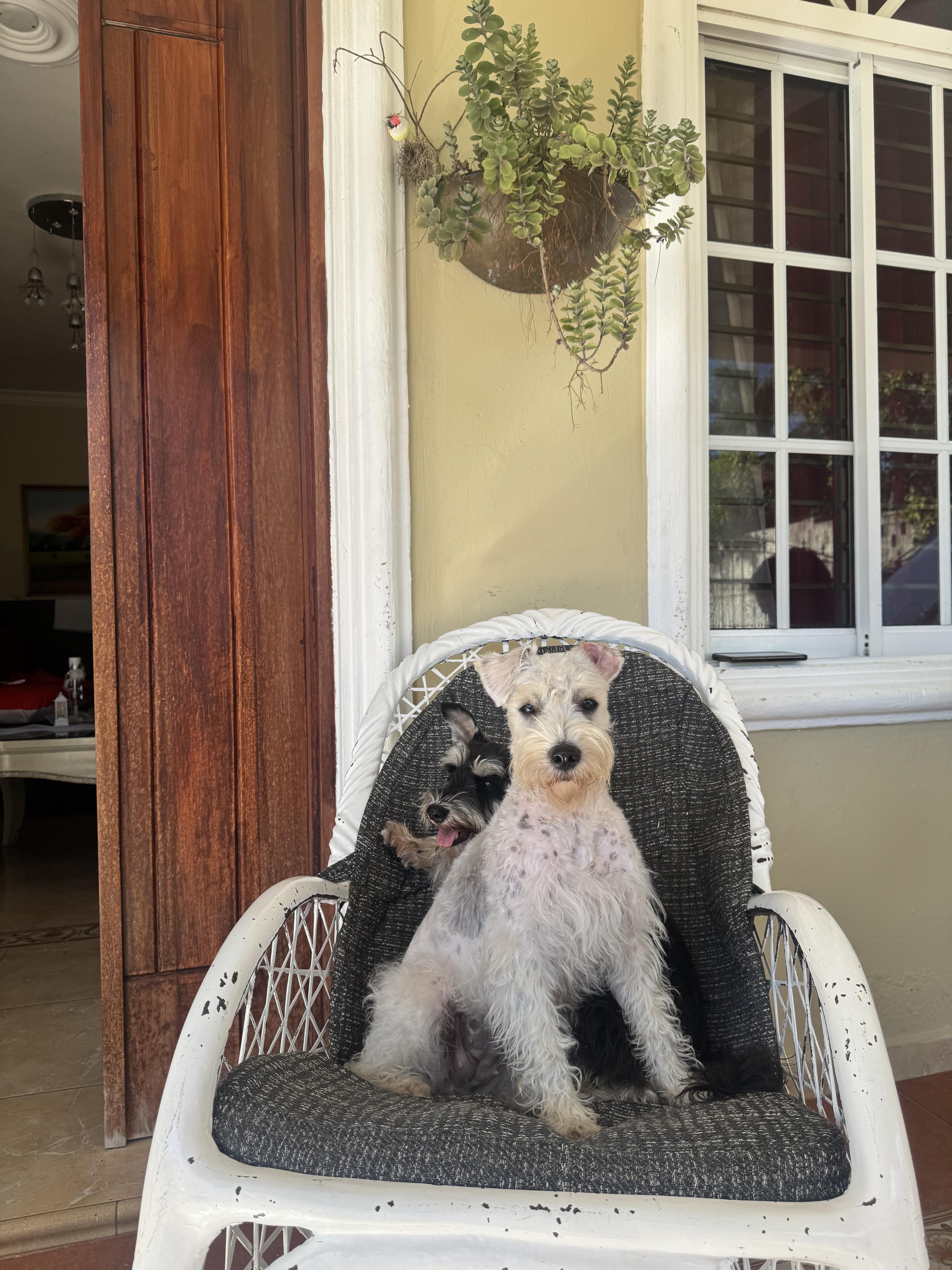 ???? Hermosos cachorros Schnauzer miniatura en venta! ???? Foto 7315707-7.jpg
