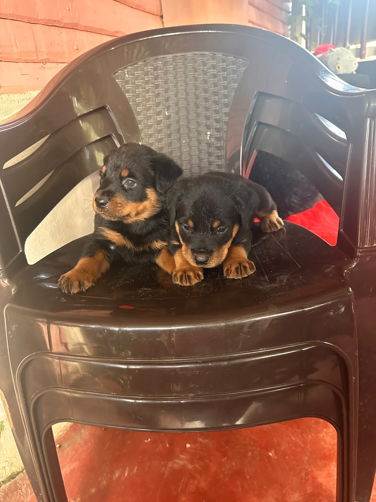 Rottweiler       Foto 7315758-2.jpg