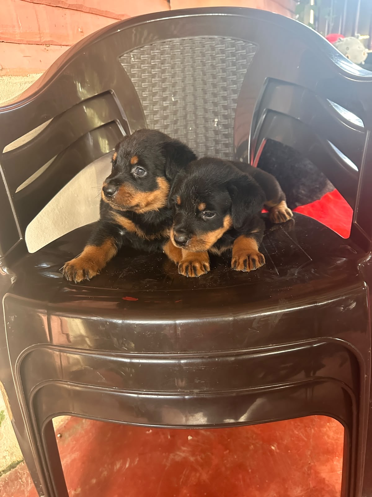 Rottweiler       Foto 7315758-3.jpg