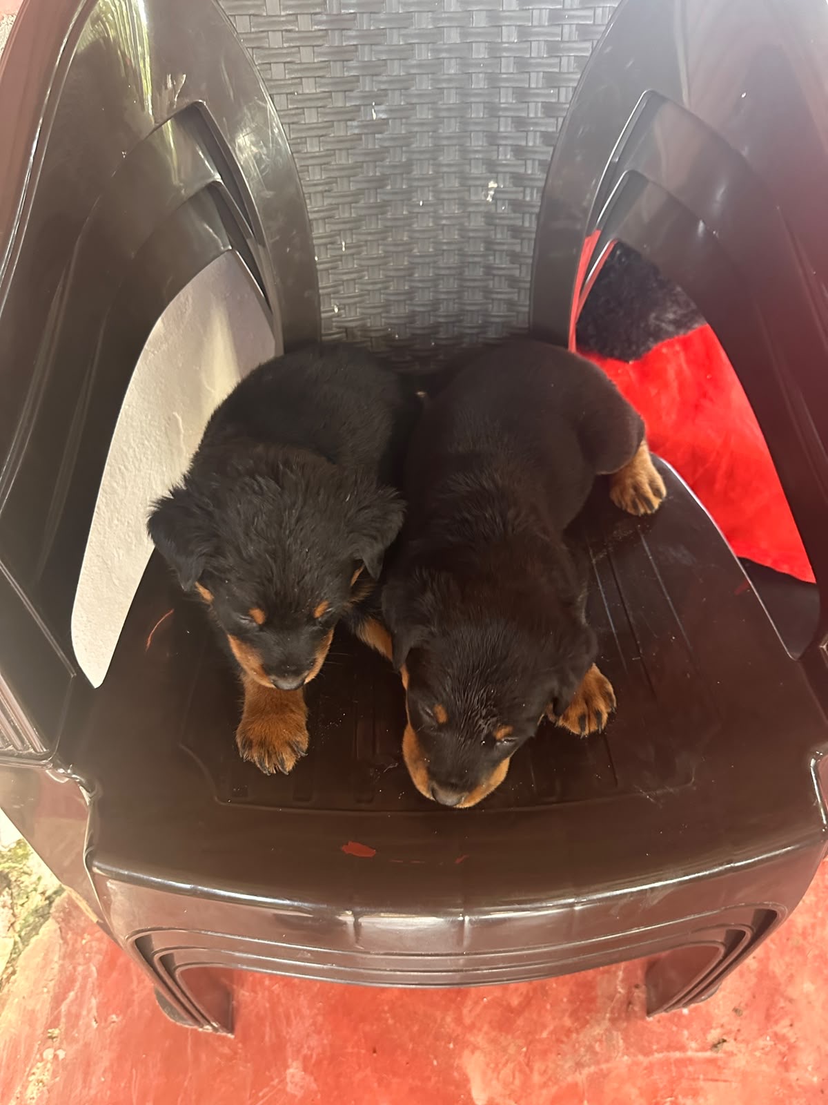 Rottweiler       Foto 7315758-6.jpg