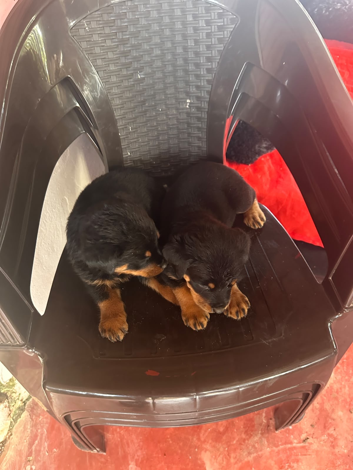 Rottweiler       Foto 7315758-8.jpg