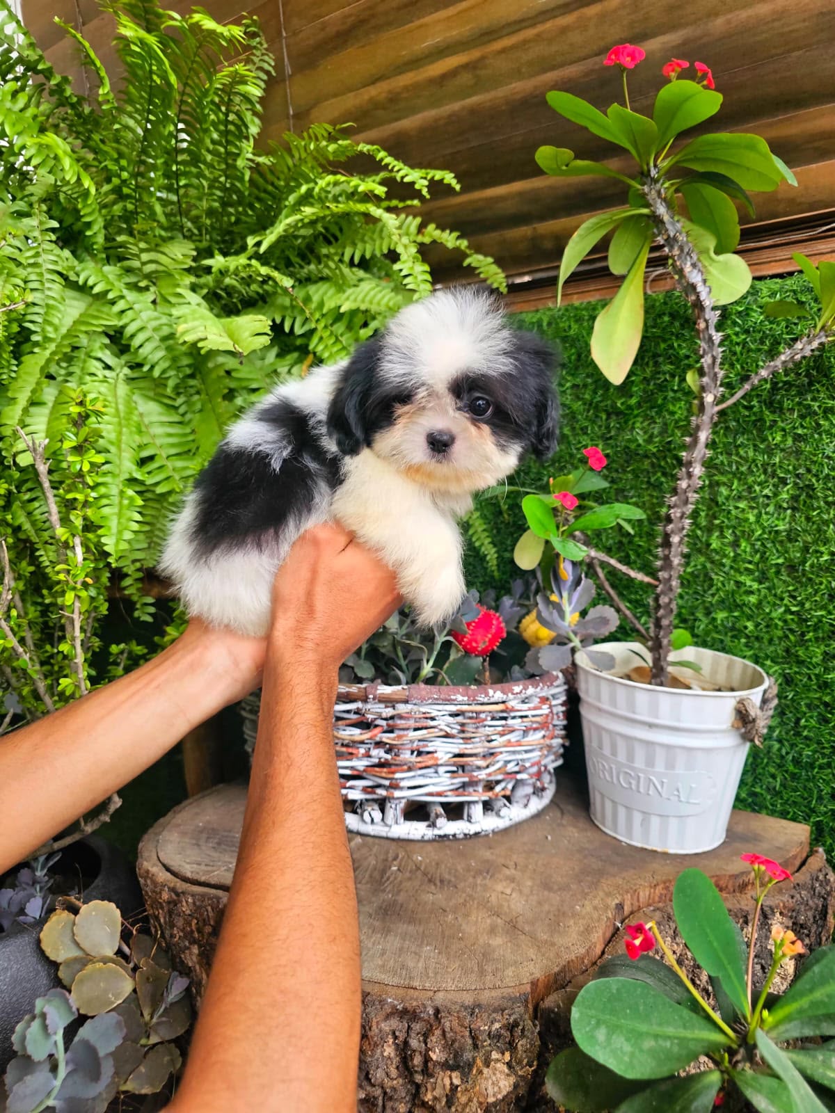 OFERTA CACHORRO SHIH TZU MACHO EN SANTO DOMINGO Y VACUNADOS  Foto 7315769-2.jpg
