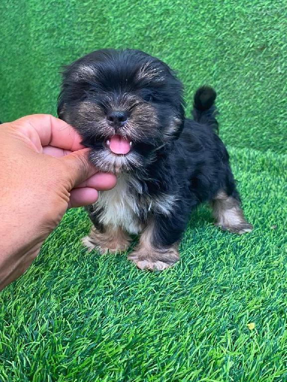 OFERTA CACHORRO SHIPOO MACHO EN SANTO DOMINGO Y VACUNA AL DIA  Foto 7315770-1.jpg
