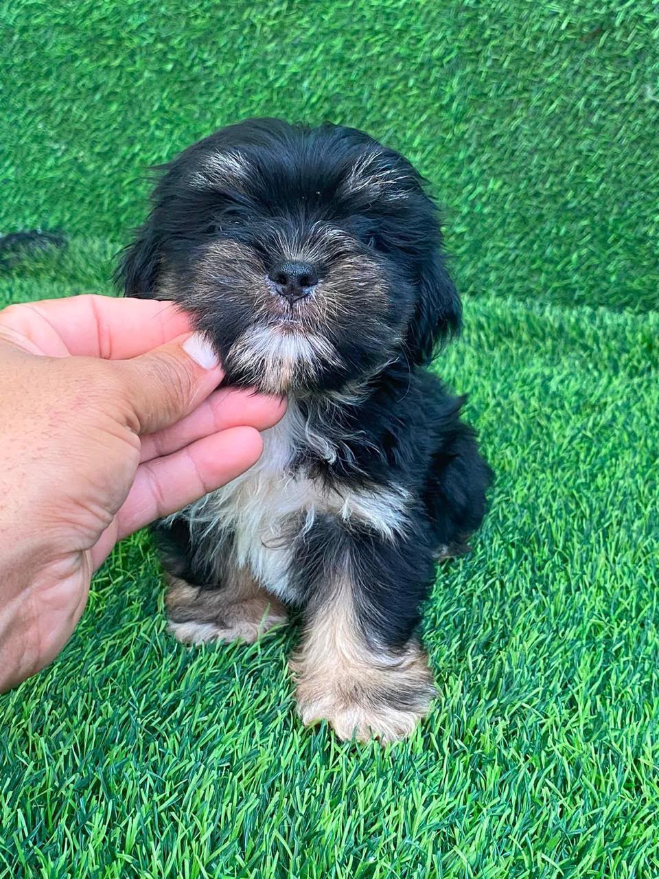 OFERTA CACHORRO SHIPOO MACHO EN SANTO DOMINGO Y VACUNA AL DIA  Foto 7315770-2.jpg
