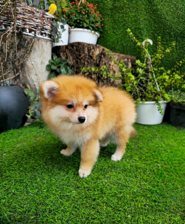OFERTA CACHORRO POMERANIA MACHO EN SANTO DOMINGO Y VACUNADA Foto 7315771-1.jpg