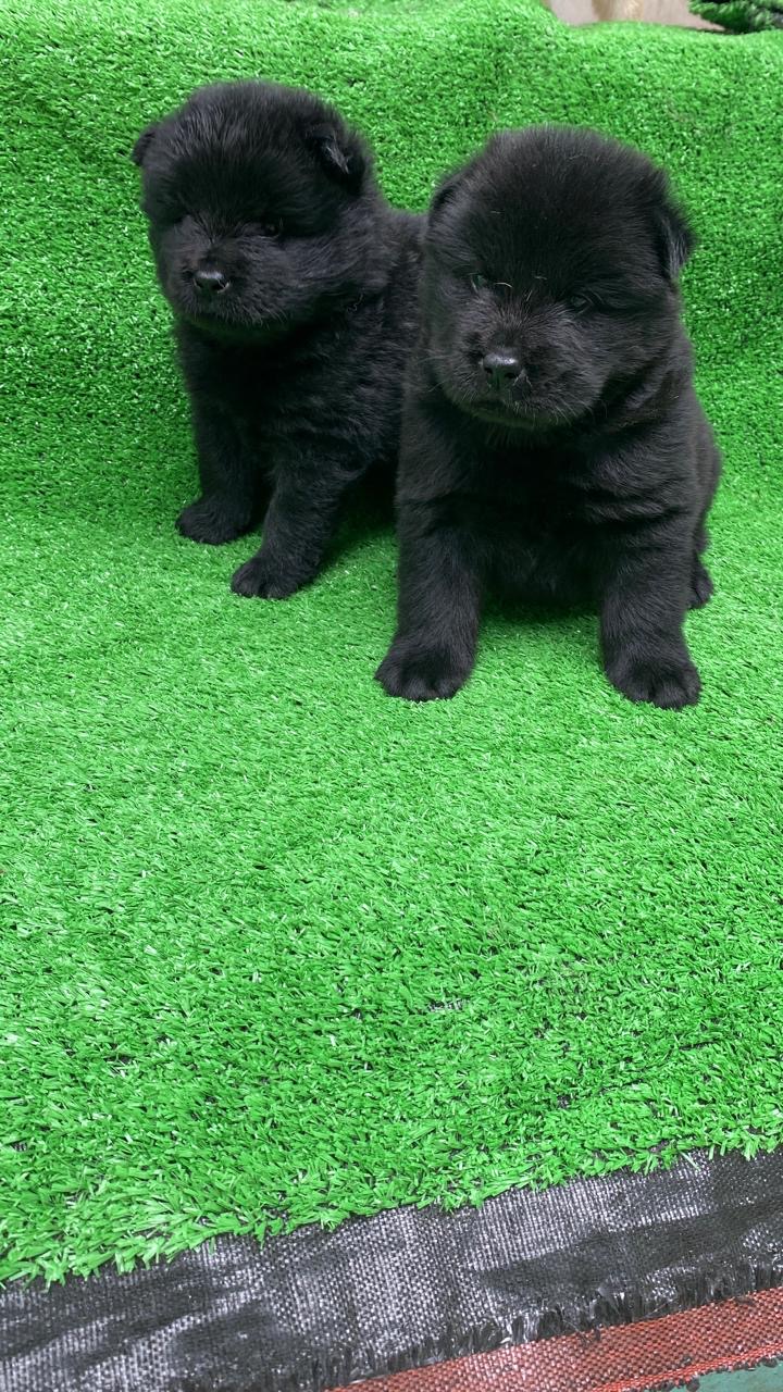 Chow chow Ambos Sexos  Foto 7315823-3.jpg