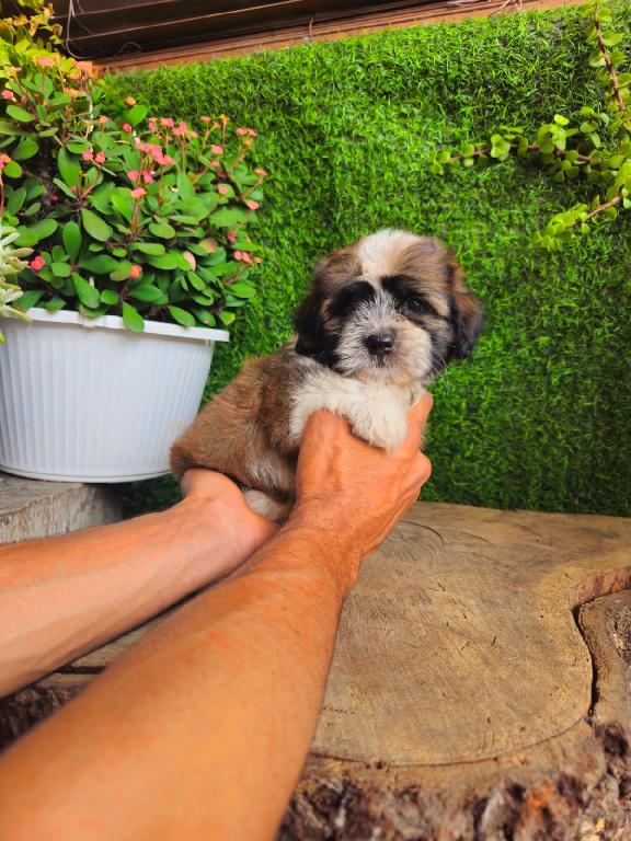 Shipoo Ambos Sexos  Foto 7315825-1.jpg