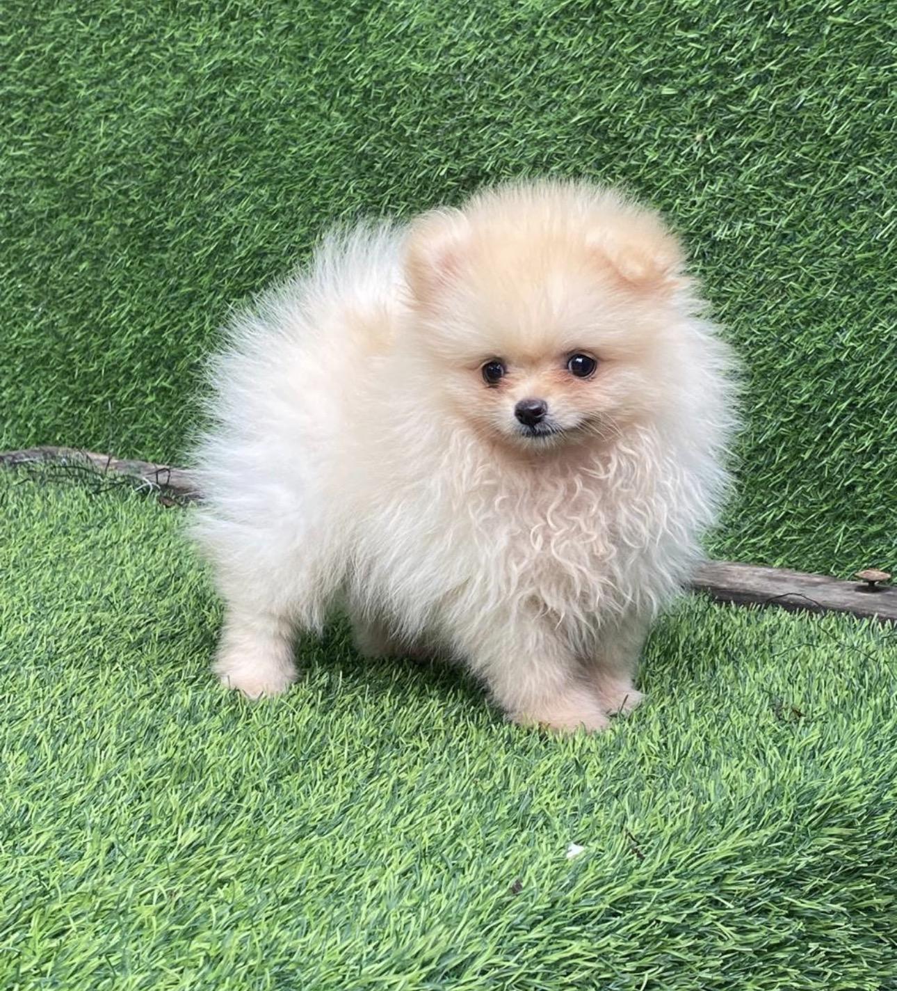 Pomerania calidad Cara de Oso Hembra  Foto 7315829-3.jpg