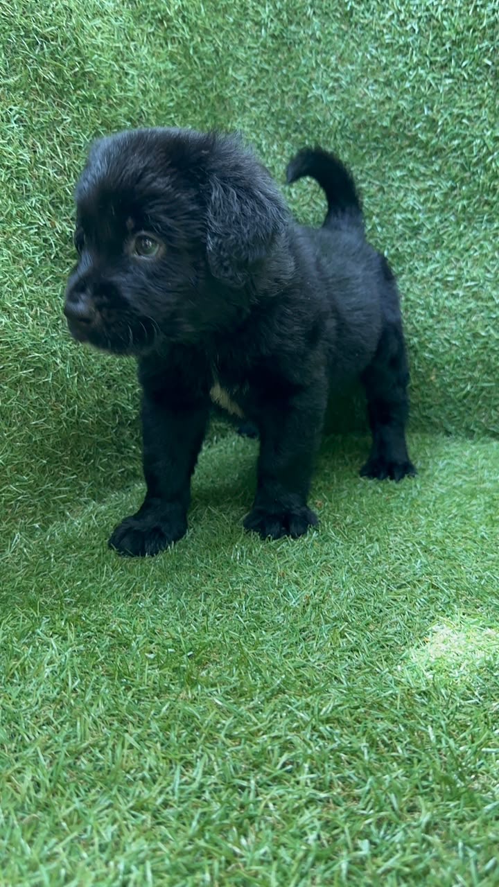 Labrador Retriver Ambos Sexos  Foto 7315833-2.jpg