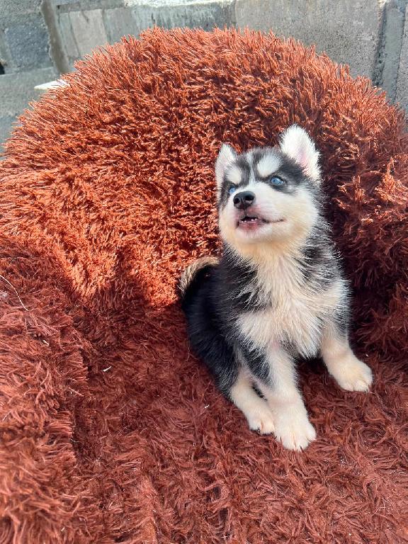 OFERTA CACHORRO HUSKY MACHO EN SANTO DOMINGO Y VACUNA AL DIA  Foto 7316163-1.jpg
