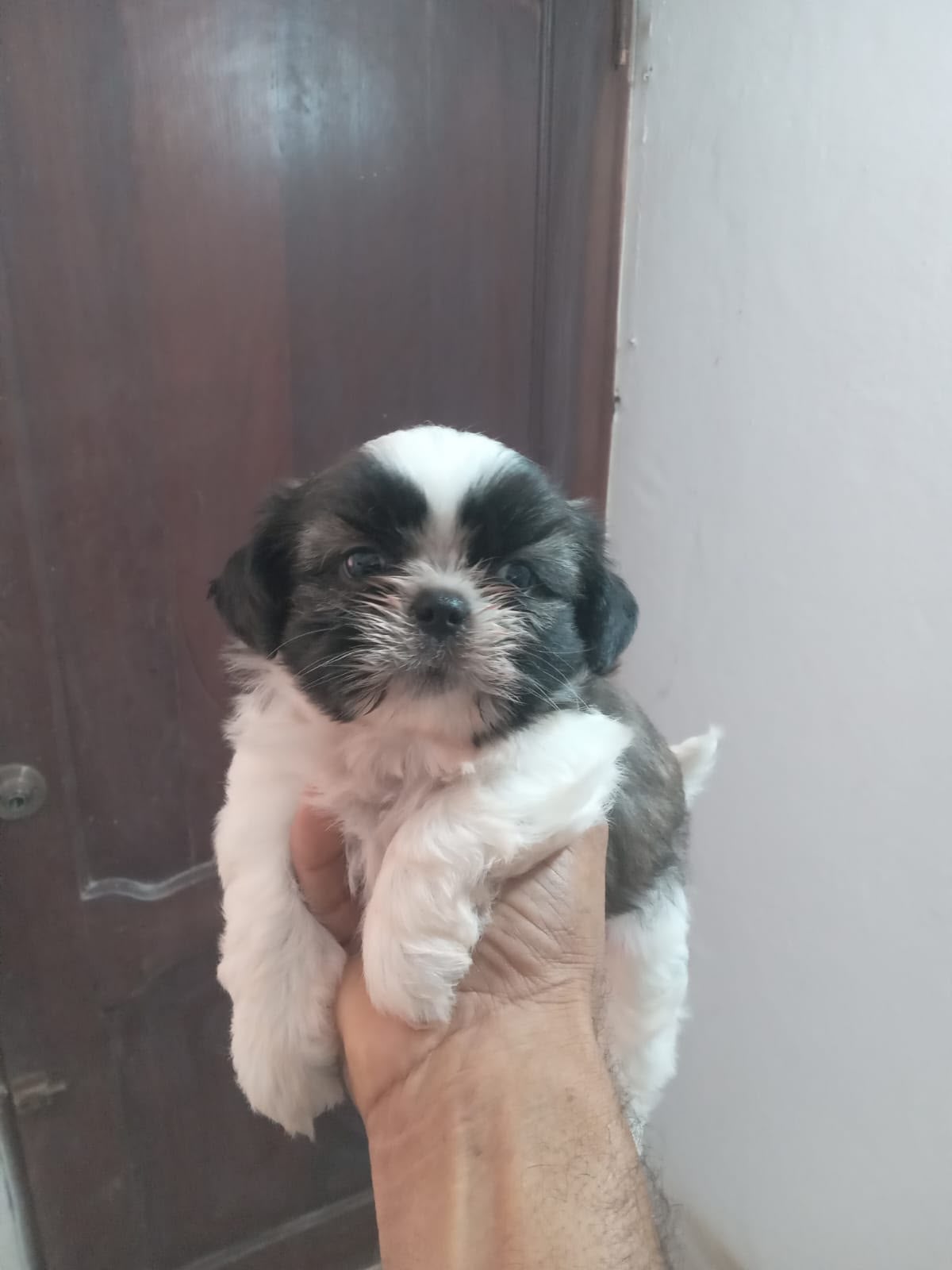 OFERTA CACHORRO SHIH TZU MACHO EN SANTO DOMINGO Y VACUNADOS  Foto 7316164-1.jpg