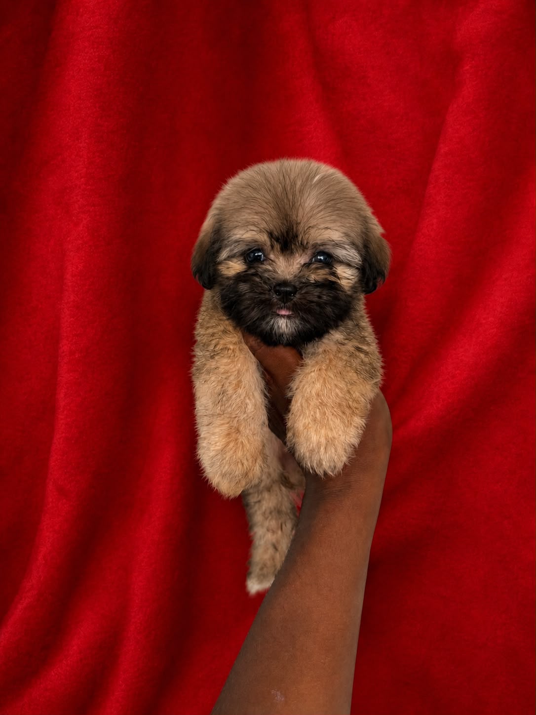 OFERTA CACHORRO SHIPOO MACHO EN SANTO DOMINGO Y VACUNA AL DIA  Foto 7316168-1.jpg