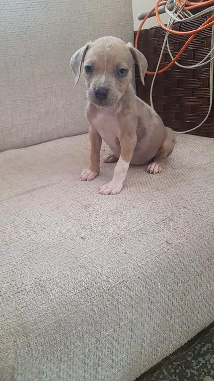 OFERTA CACHORRO PITBULL MACHO EN SANTO DOMINGO Y VACUNA AL DIA  Foto 7316169-1.jpg