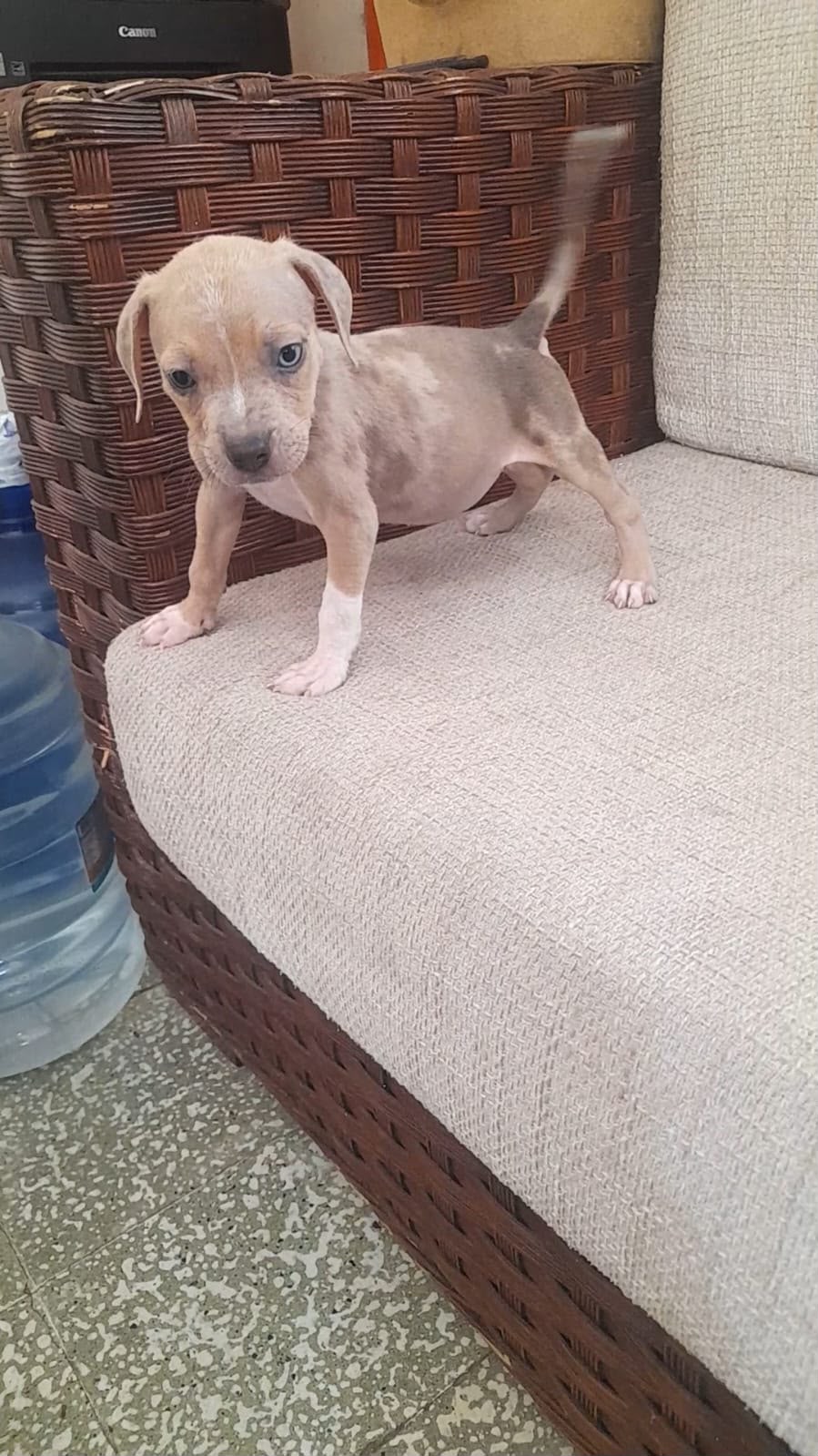 OFERTA CACHORRO PITBULL MACHO EN SANTO DOMINGO Y VACUNA AL DIA  Foto 7316169-2.jpg