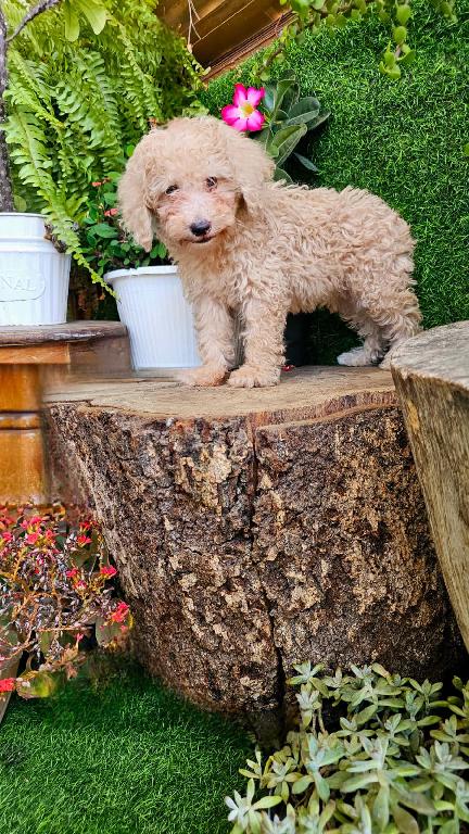 OFERTA CACHORRO POODLE CANICHE TOY MACHO  EN SANTO DOMINGO CON TODO AL Foto 7316173-1.jpg