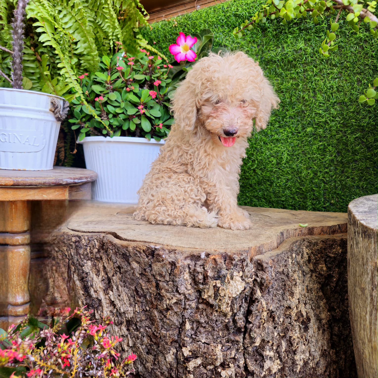 OFERTA CACHORRO POODLE CANICHE TOY MACHO  EN SANTO DOMINGO CON TODO AL Foto 7316173-2.jpg