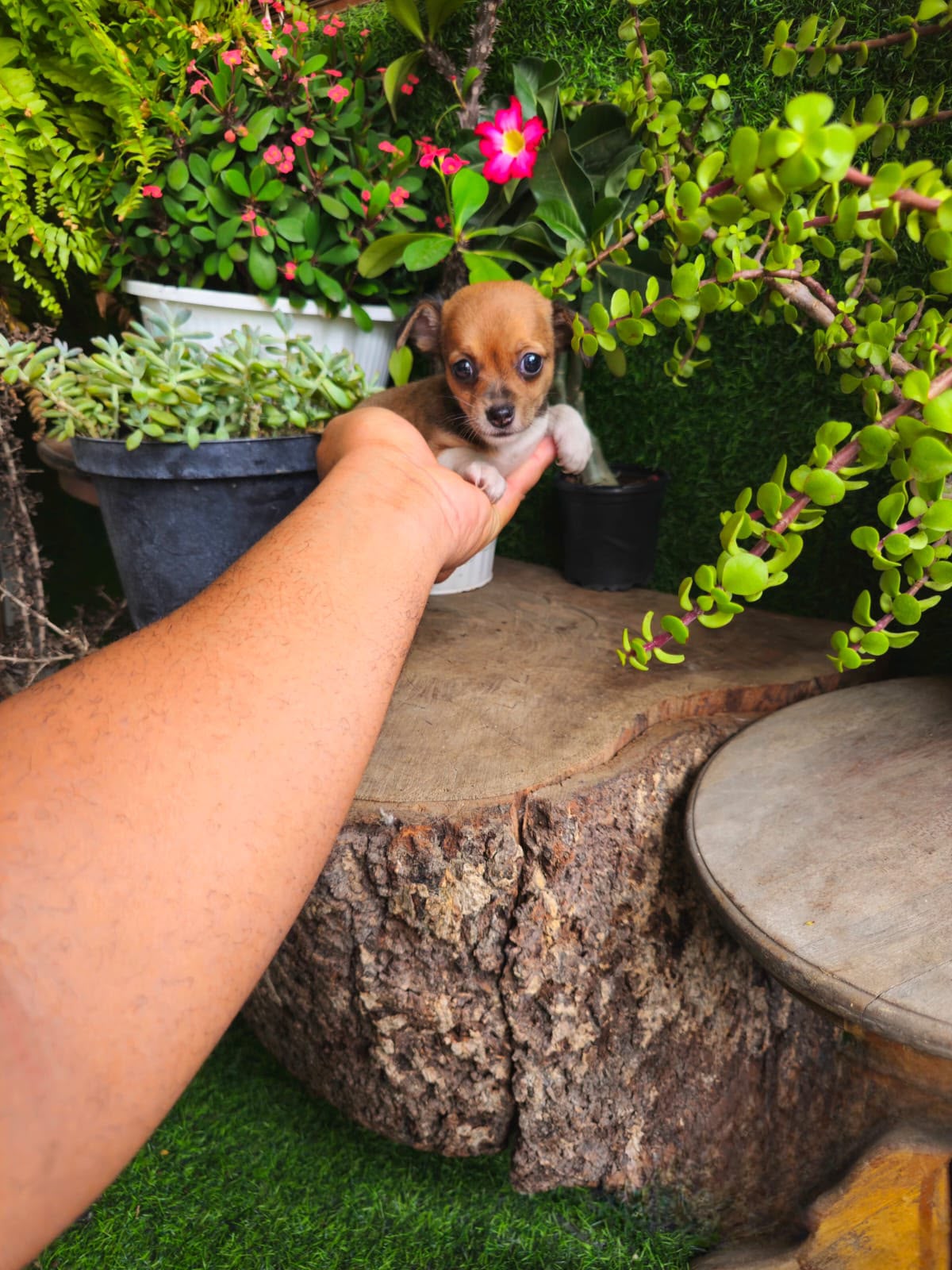 OFERTA CACHORRO CHIHUAHUA TOY MACHO EN SANTO DOMINGO Y VACUNA AL DIA  Foto 7316175-2.jpg